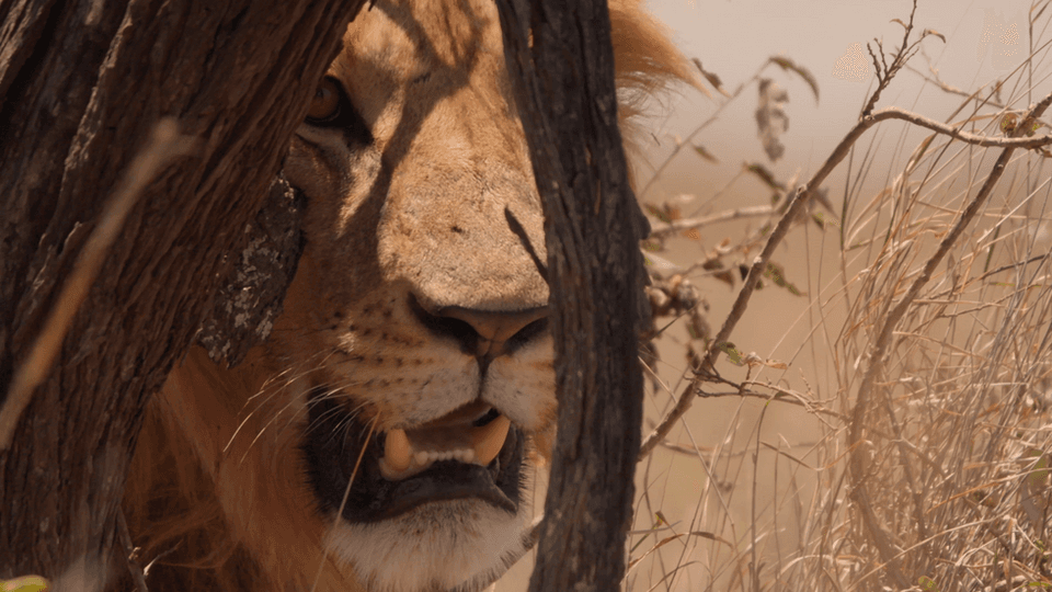 A lion peers through a tree in animal.